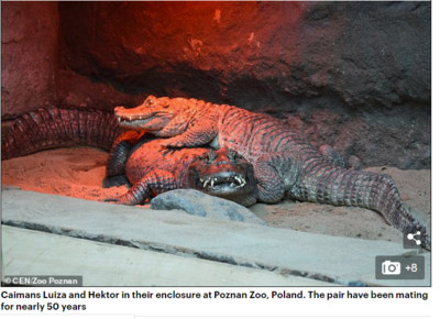 鱷魚夫妻「苦幹」40年生不出娃　竟是因為公鱷生殖器太小