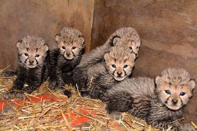 動物園喜迎超萌「獵豹七胞胎」！　網融化喊：拜託不要長大