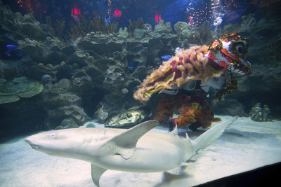 表演到一半鯊魚游過　水族館出奇招「水底舞獅」迎新年