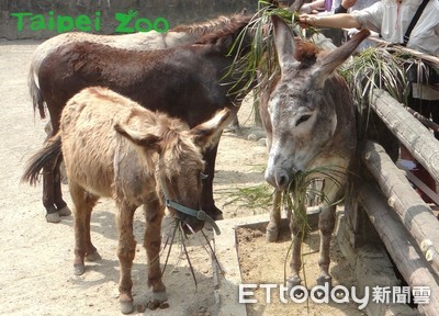 永續食堂！動物排出「黑金」栽種植物　替自己飯飯加料