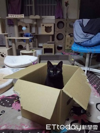 ▲花4年打造「貓迪士尼樂園房」網跪了！　他淡淡一句：養2隻而已。（圖／飼主花生米提供）