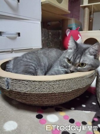 ▲花4年打造「貓迪士尼樂園房」網跪了！　他淡淡一句：養2隻而已。（圖／飼主花生米提供）