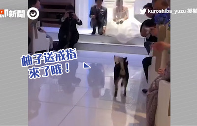 毛孩進禮堂！　黑柴直奔新人飼主：把拔馬麻的婚戒送來囉❤