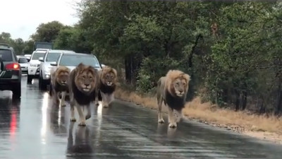南非國家公園3線道大塞車！往前一看…原來是4隻獅子在散步啦