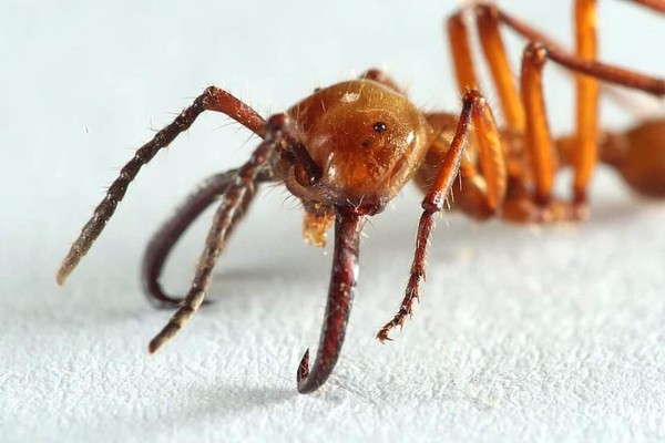 ▼鬼针游蚁的特化行兵蚁具超强大颚咬合力.