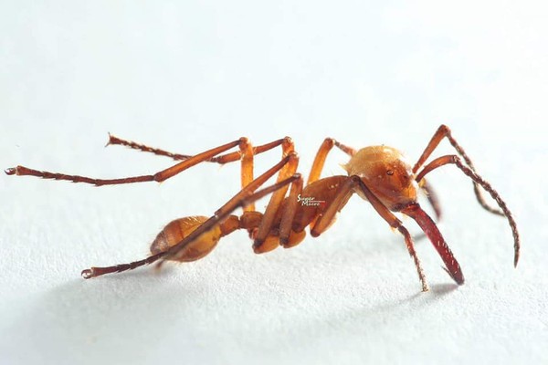 ▼鬼针游蚁的特化行兵蚁具超强大颚咬合力.