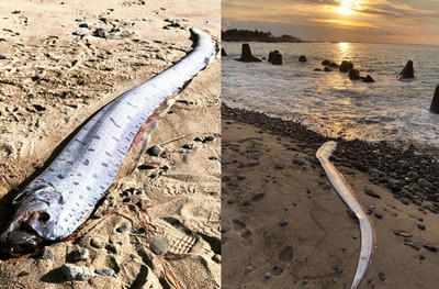 5.5m「地震魚」狂現蹤太平洋兩岸！　「災難前兆」讓居民心慌慌