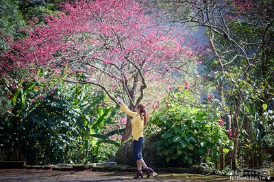 苗栗山中秘境賞櫻、下午茶 必點芋圓仙草凍滿滿餡料