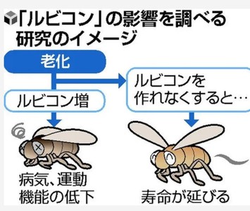 大阪大學發現:啟動「自噬作用」能抑制老化 延長壽命