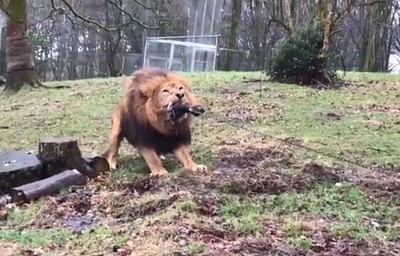 人獸大戰？動物園讓8歲孩跟獅子老虎玩拔河 引發眾怒