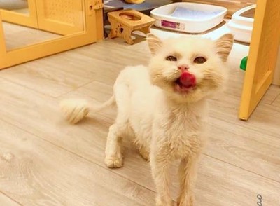 20歲癲癇貓「住旅館養老」 老闆員工陪牠走到最後 ... 飼主淚謝
