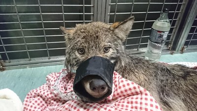 「灰狗」受困冰凍水壩!3工人抱起開車直奔獸醫 專家:牠是狼