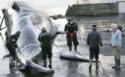 遭刺殺時仍清醒！冰島同意5年內獵捕2000頭鯨魚...政府：符合科學根據