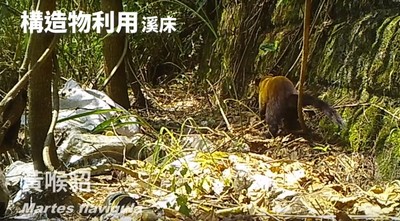 活潑黃喉貂沿溪流跑跳！花蓮大農大富生態廊錄到「豐富影像」