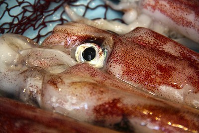 減少塑膠汙染關鍵　魷魚齒環蛋白質富彈性可成為替代物