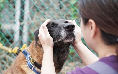 狼犬遭棄好焦慮　天天「打翻水盆」撒嬌討摸：有人愛我嗎