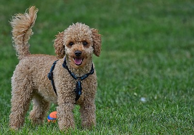 新北市驚傳A級美容師拿拖鞋打死愛犬！動保處：傳喚當事人到案