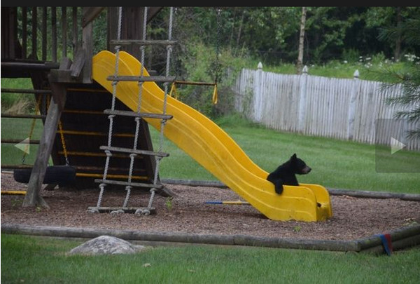 熊妈妈带队闯民宅后院找食物 2小黑熊却玩起溜滑梯