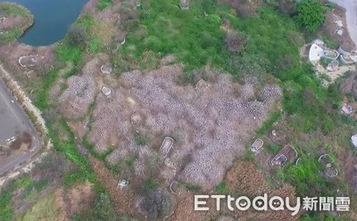 影／埃及聖䴉大爆量「巢穴照曝光」雞皮掉滿地　林務局：將用空氣槍撲殺