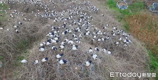 ▲▼東石鄉埃及聖環繁殖區。（圖／陳建樺提供）