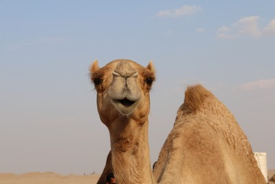澳洲5億隻動物死於野火　決定再殺1萬頭駱駝...因為喝太多水