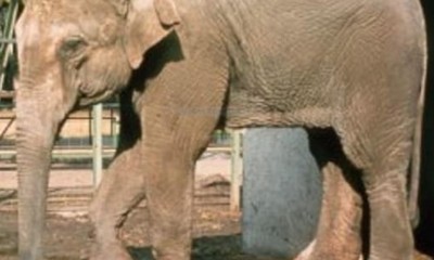 「世界最悲慯大象」辭世 獨囚43年 最後還被安樂死！