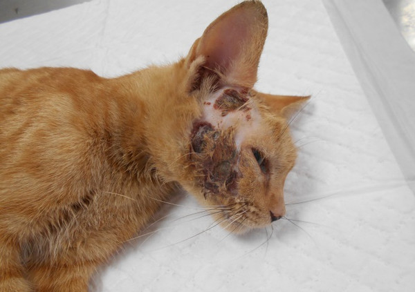 新北市动保处救回一只受伤猫只,右脸大面积受伤.