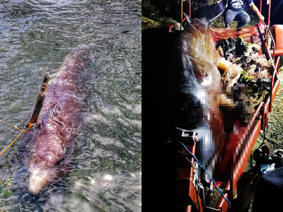 鯨菲律賓擱淺脫水…活活吐血亡　解剖竟見「胃塞爆40kg塑膠垃圾」