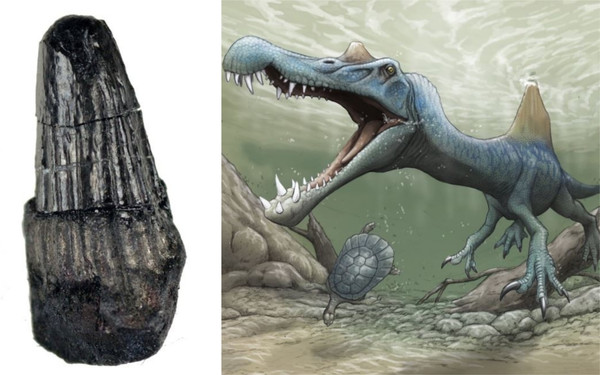 和歌山挖出「棘背龙」14公分牙齿化石