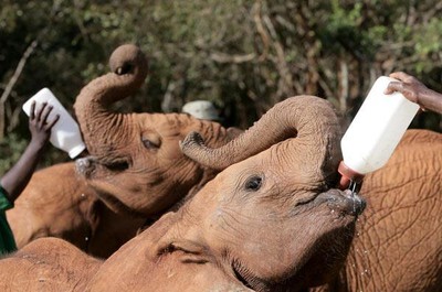 大象孤兒院員工變身象媽媽 陪玩陪睡還要半夜餵奶！