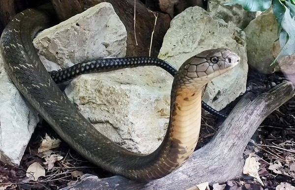 眼镜王蛇急吐「巨大战利品」 完整尸身全场人惊呆