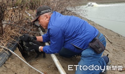 搜救員化身「馬蓋先」！趴魚塭爛泥挖「平行隧道」　成功救出受困2幼犬