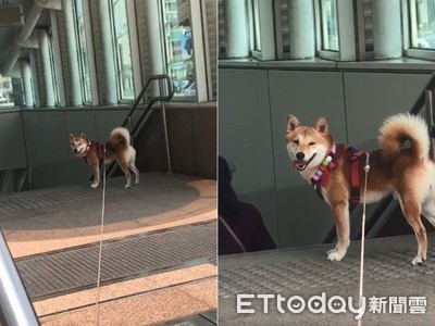 散完步回家囉！阿柴「自己走進捷運站」傻笑：坐車比較快