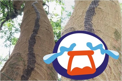 雞皮疙瘩沸騰啦！嘉義「黑色蟲龍」爬樹幹　網頭皮超麻：這什麼前兆