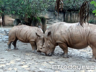 台北動物園6歲白犀牛「犀奇」搬家壽山　要和31歲「寶寶」結婚啦！