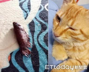 回家「鬥魚小紅」玄關迎接　兇手喵叫炫耀：抓到獵物了