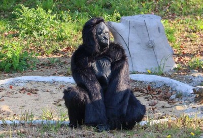 猩猩竟是「工讀生」假扮…遊客怒智商受辱　動物園：愚人節活動