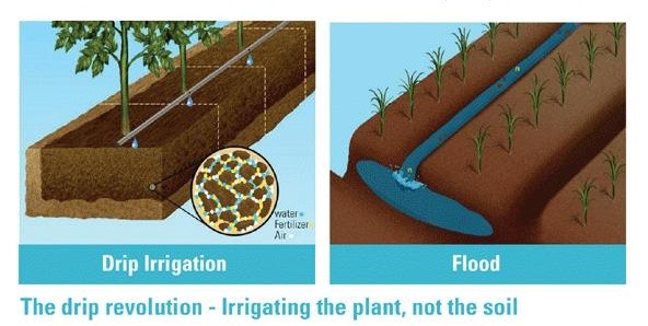 ▲以色列運用食農科技成為農業強國，滴灌系統能直接把水送到植物根部附近，而非接觸大片的土壤，提高水資源的使用。（圖／duritale.com）