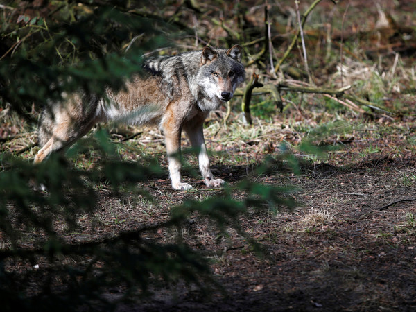 許多野生動物逐漸遷徙回原本的生活地區,其中包括狼群