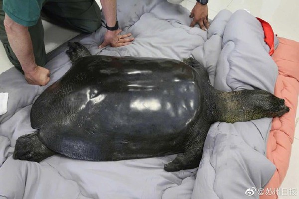 ▲▼世界上最後一隻母斑鱉在人工授精後身亡。（圖／翻攝自《蘇州日報》微博）