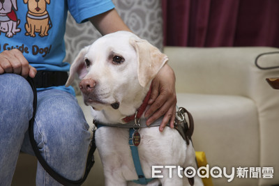 導盲犬協會爆不當繁殖…挨罰不服提訴訟！法官：牠是「寵物」非「經濟動物」