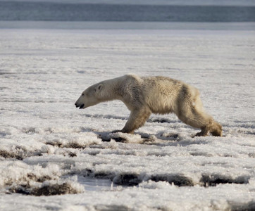覓食流浪700公里　俄發動「送迷路北極熊回家」大作戰