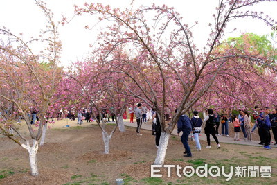 2400棵櫻樹！　玉淵潭公園櫻花季　看絕美「春之北京」