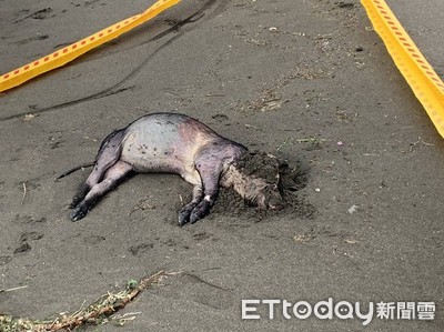 岸巡隊驚見桃園沙灘死豬 市府防疫所帶回化驗