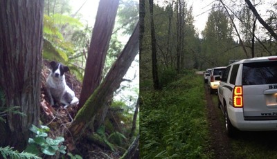 主人爬山意外失蹤　警出動搜尋...聽到「狗叫聲」找到伴屍的牠