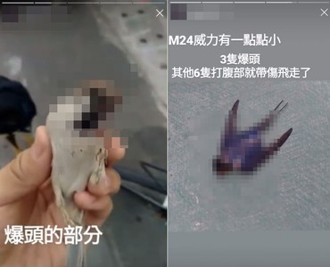 生存玩家血腥射殺小鳥!炫爆頭戰果「威力有點小…」 網肉搜灌爆他臉書