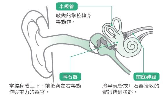 耳疾引起的头晕,也会因为病因的部位(如半规管,耳石器或前庭神经)而