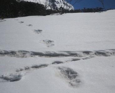 「雪怪大腳印」現蹤馬卡魯峰！長81cm寬38cm　照曝驚呆網：牠單腳跳嗎？