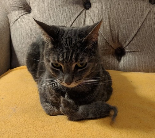 喵皇被逼和缩小版自己合照 死鱼眼瞪奴才:解释一下j洗尛