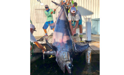 花8小時戰鬥「343公斤肥大海怪」　刷新佛州巨型劍魚最大條紀錄